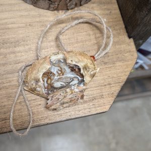 Smaller Beige Crab by Carol Bartels