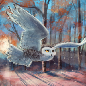 Winter Owl by Travis Clarke