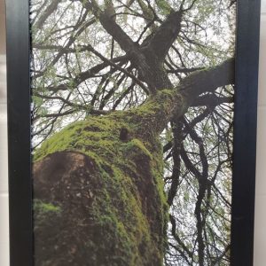 Weeping Emergence by Brandon Macdonald