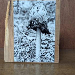 Fun-Guy by Lori Roberts