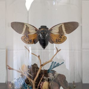 Cicada Dome by Wicked Designs