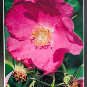 Wild Rose by Brandon Macdonald